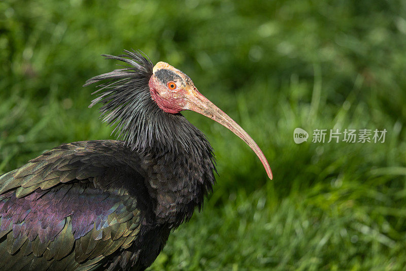 北方秃朱鹭，北方秃朱鹭(Geronticus eremita)